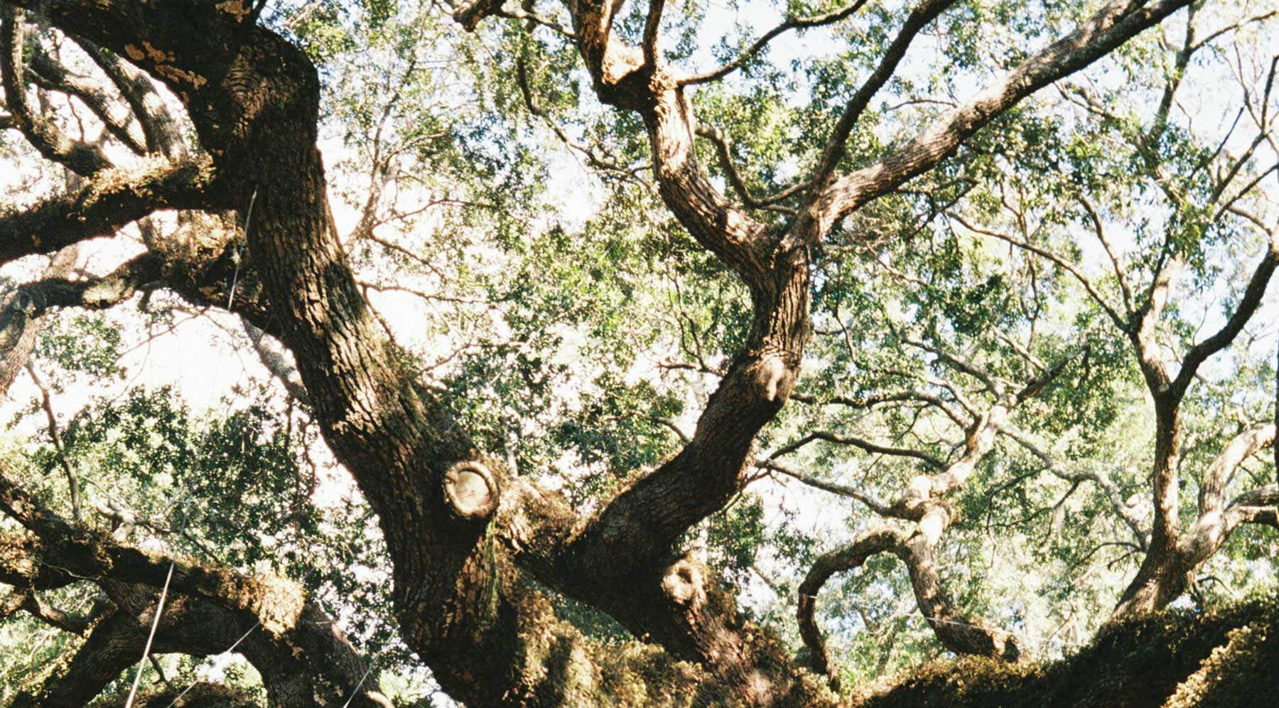 live oak tree